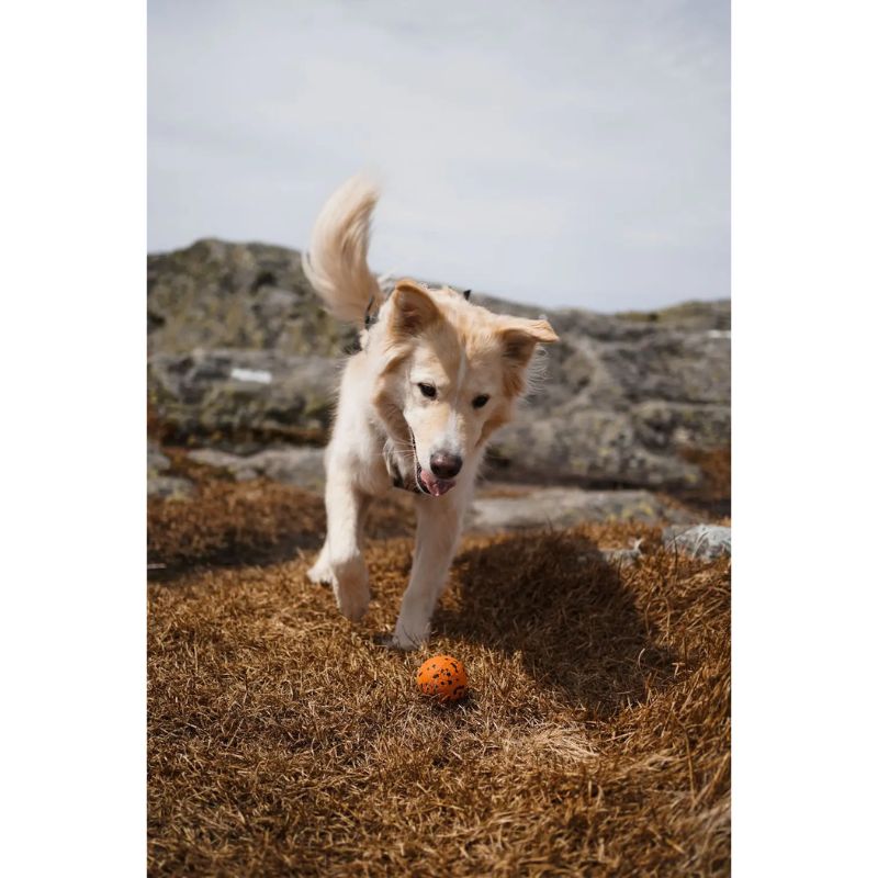 Non-Stop Dog ball Orange/Black