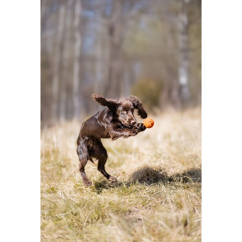 Non-Stop Dog ball Orange/Black