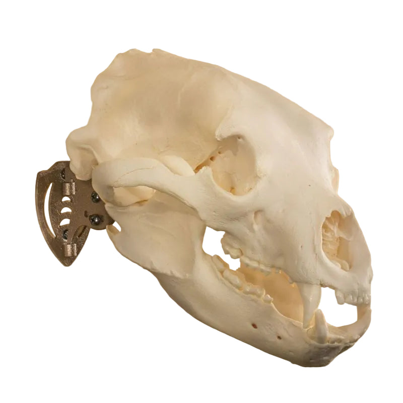 SKH Mini Hooker Small Size Trophies Black