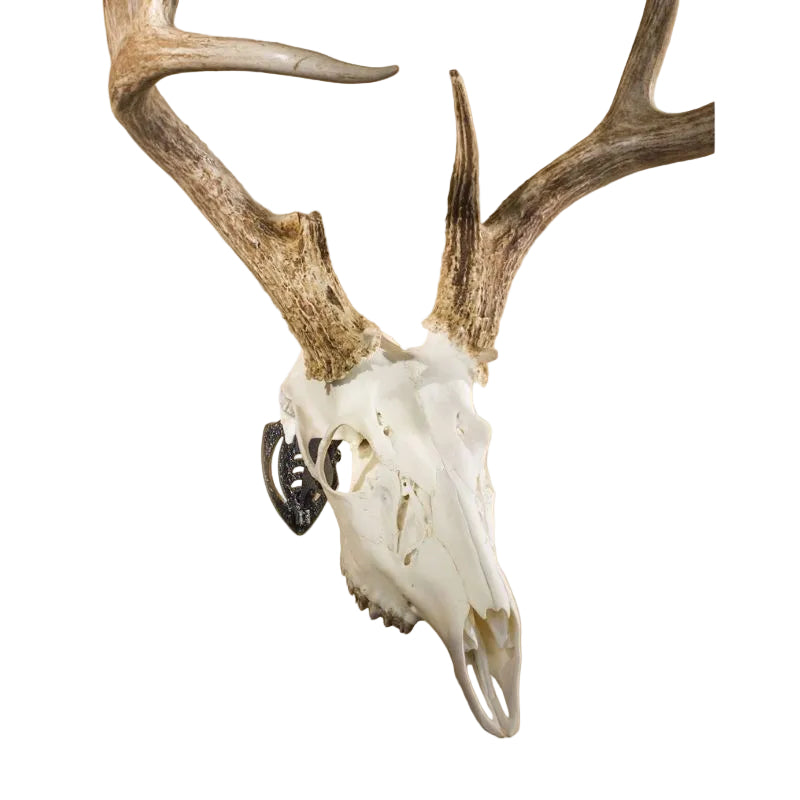 Skull Hooker Mini Small-Medium Size Trophies Brown