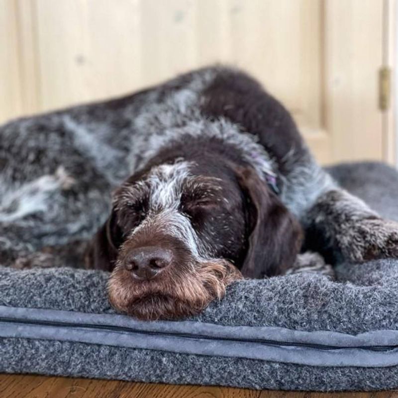 Canelana Hundeseng 70x90 Uld m. Kant Grå