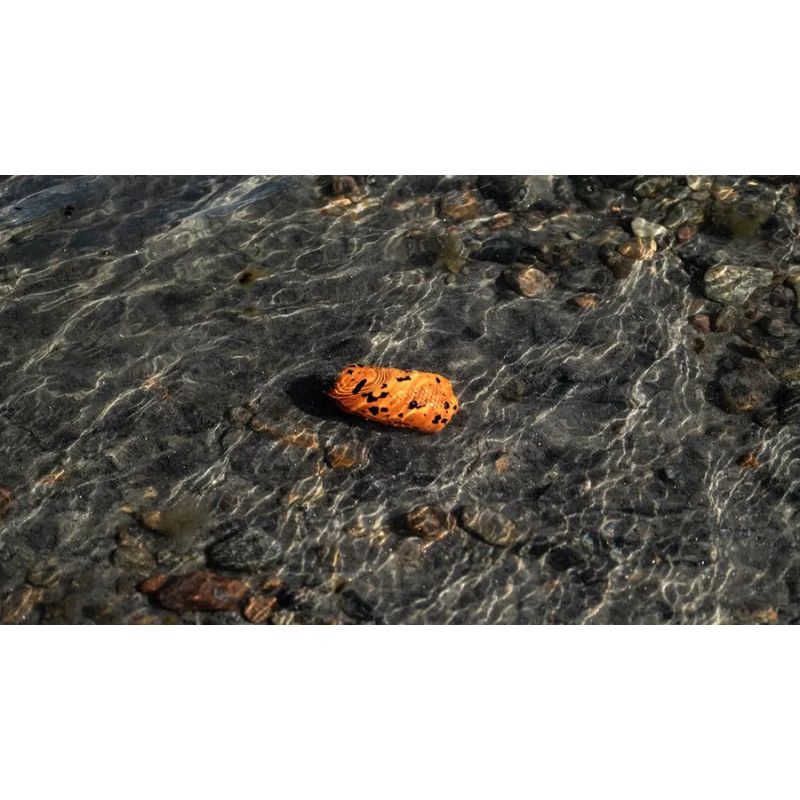 Non-Stop Dog Throw Toy Orange/Black
