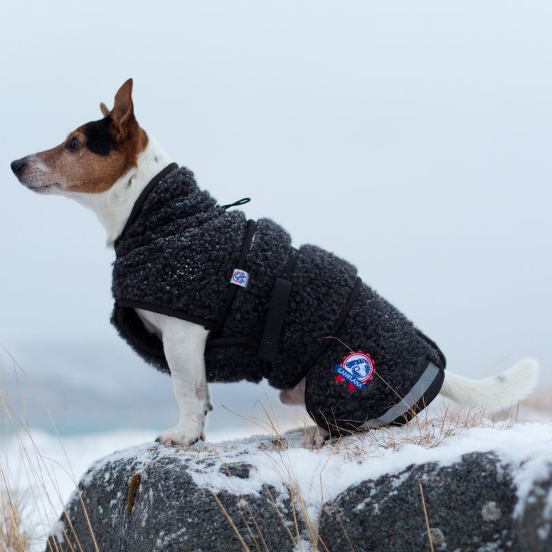 Canelana Ambassadør Ulddækken S Terrier