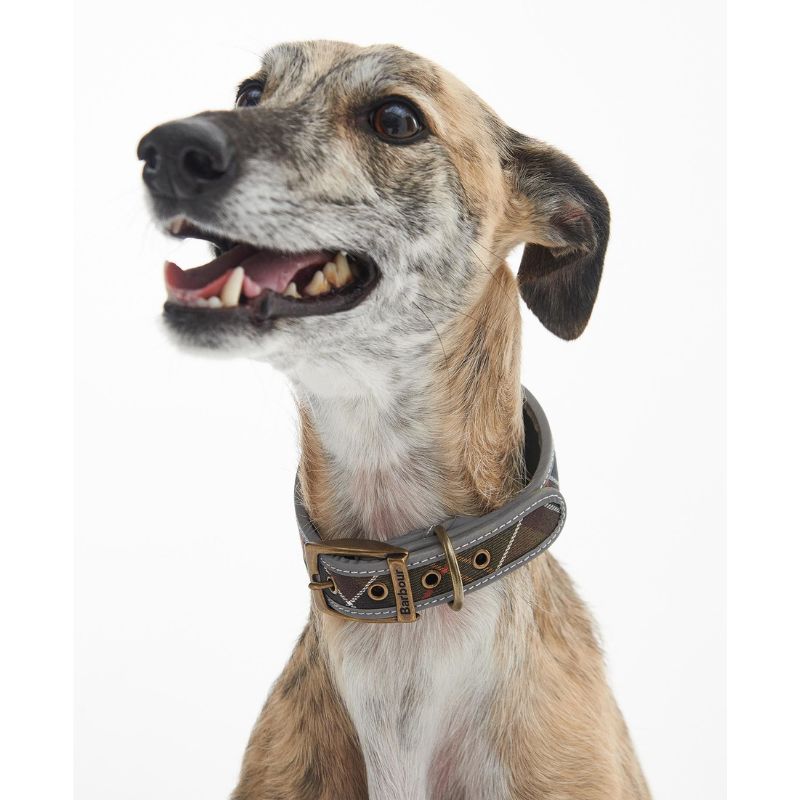 Barbour Lurcher Collar