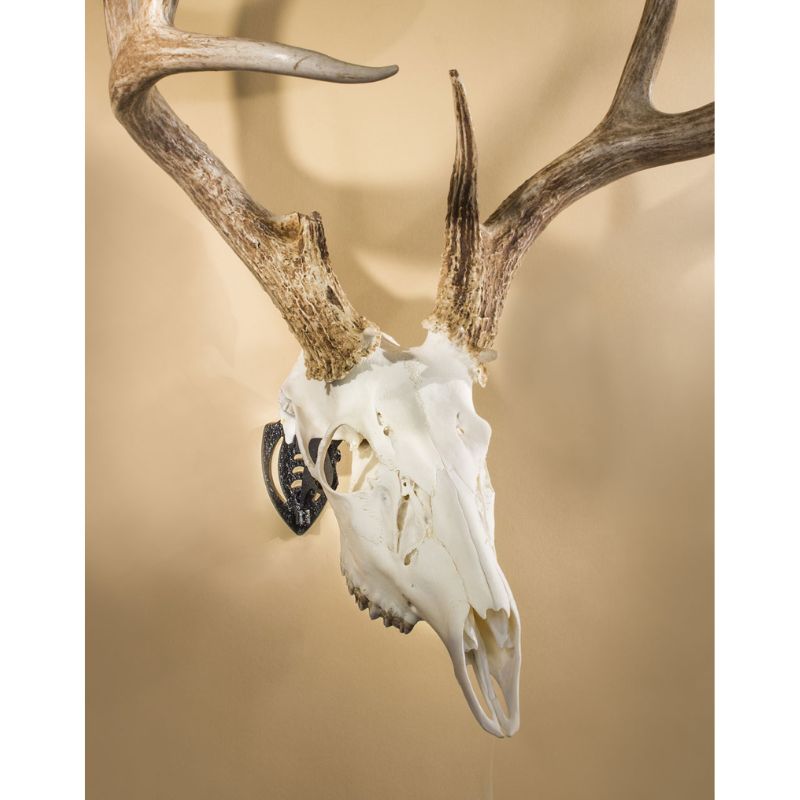 Skull Hooker Mini Small-Medium Size Trophies Brown